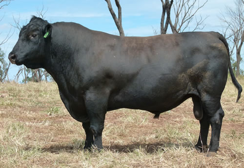 Raff Angus sire